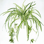 Vibrant 65 cm tall artificial plant for wall decoration