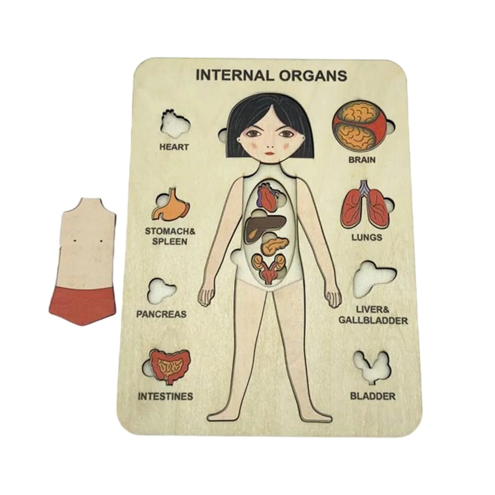Holzpuzzle zur Anatomie des menschlichen Körpers – Lernspiel