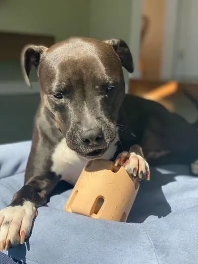 PawPlay | Interaktives Spielzeug für aktive Hunde