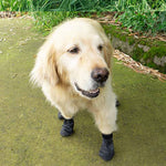 Wasserdichte Hundeschuhe für Abenteuer in der Natur