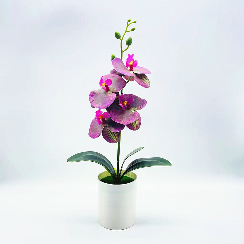 Everlasting Blooms – Easy-Care Orchids for Every Room