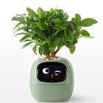 EmojiPot | Playful Flower Pot for Any Room