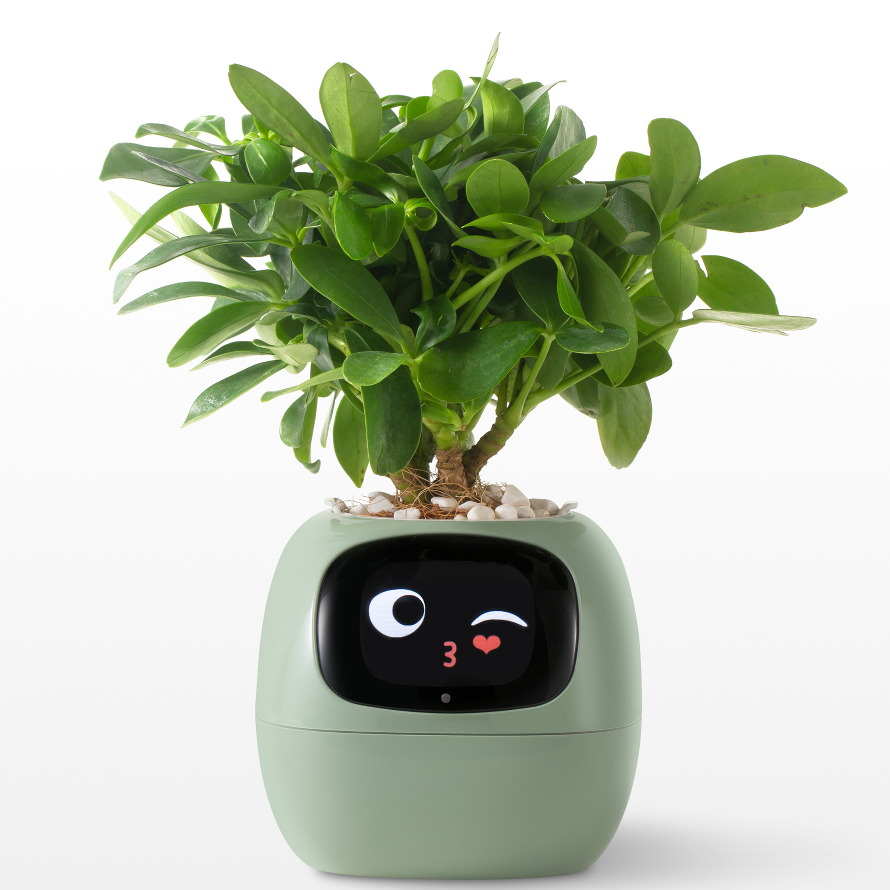 EmojiPot | Playful Flower Pot for Any Room