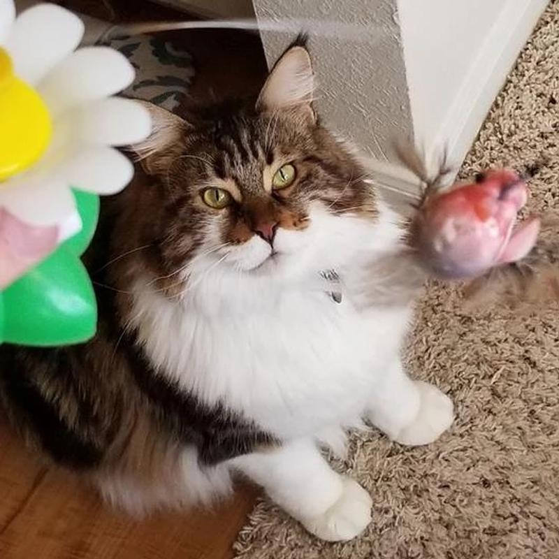 Katzenfreude | Interaktives Spielzeug für Ihre Katze