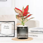 Plant care made easy – The smart self-watering pot
