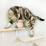 FelineFun | Automatisches Laser-Katzenangelspielzeug