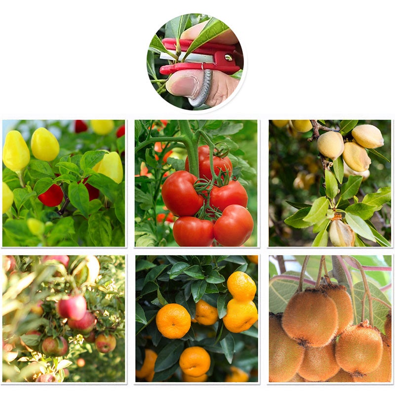 Make Harvesting Easy – Painless Picking Made Simple