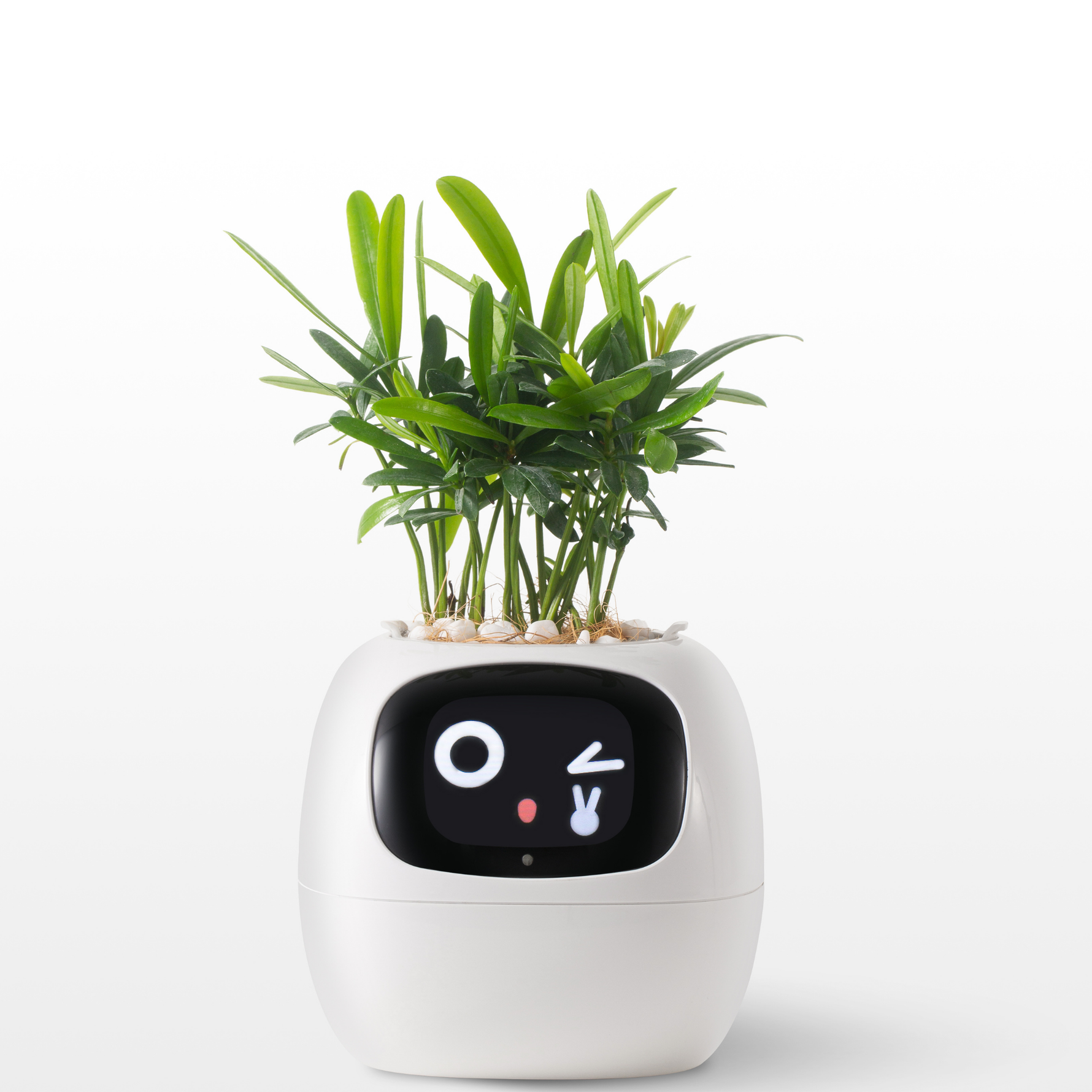 EmojiPot | Playful Flower Pot for Any Room