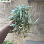 Green Dream – The easy-care hanging plant for every room