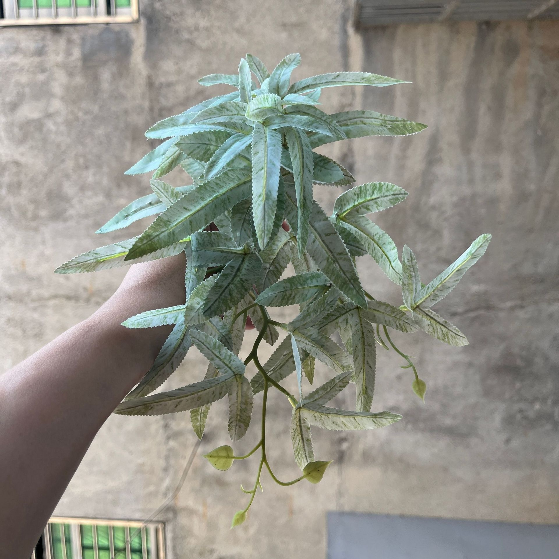 Green Dream – The easy-care hanging plant for every room