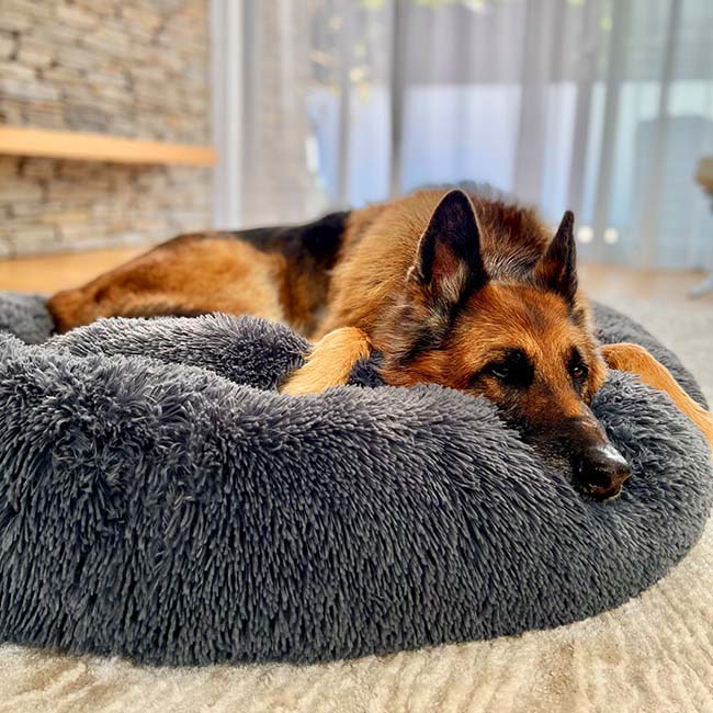 Beruhigendes Hundebett für entspannte Nächte