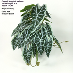 Green Dream – The easy-care hanging plant for every room