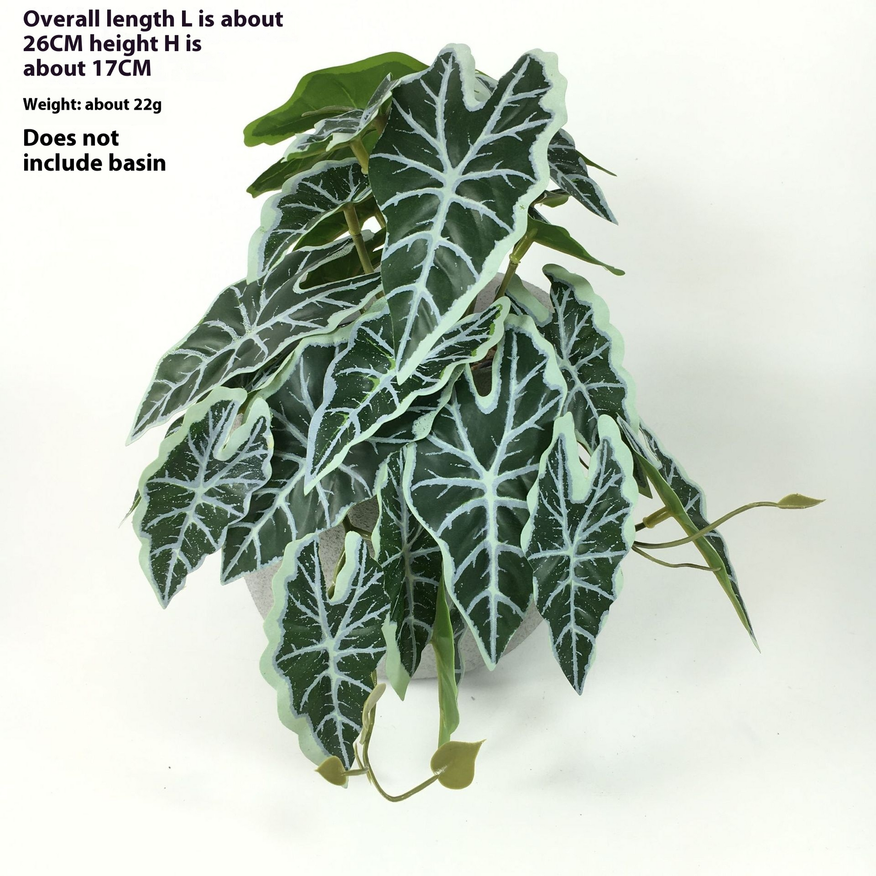 Green Dream – The easy-care hanging plant for every room