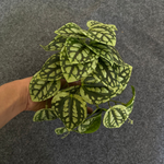 Green Dream – The easy-care hanging plant for every room