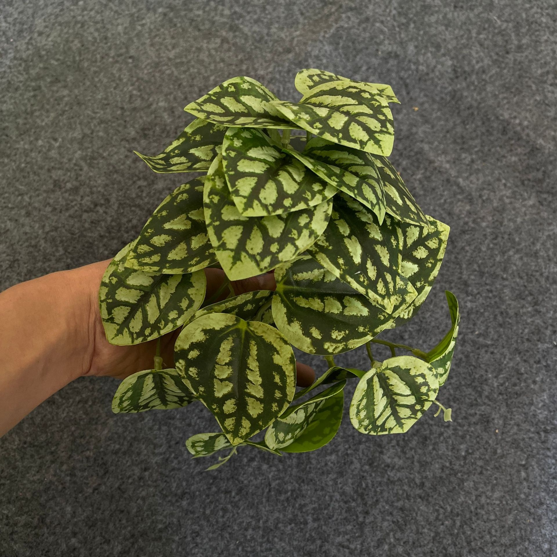 Green Dream – The easy-care hanging plant for every room