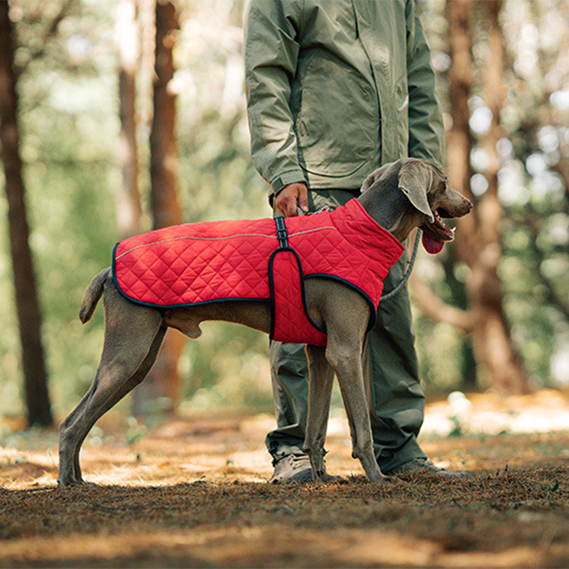 Dog Winter Coat – For warm and safe walks