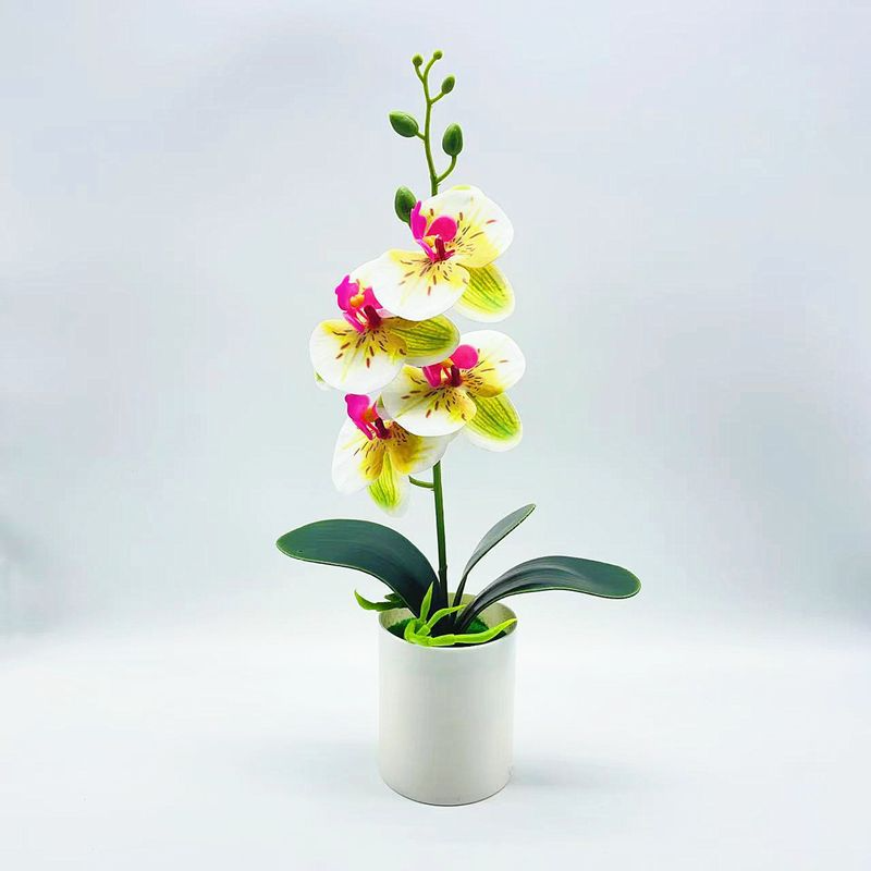Everlasting Blooms – Easy-Care Orchids for Every Room