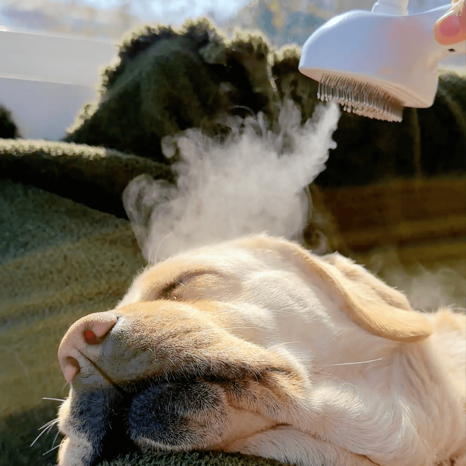 Dampf-Bürste für Hunde – Sanfte Pflege für jedes Fell