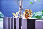 Ewige Goldblüte | 24K Gold-Rosen für besondere Anlässe