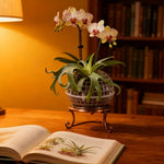 MossHarmony Hanging Planter Ball | Plastic with Drainage Holes | Ideal for Orchids and Ferns | Indoor and Outdoor Use