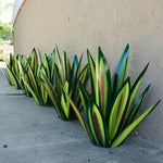 Zeitlose Metall-Agave für Ihren Garten | AgaveArt™