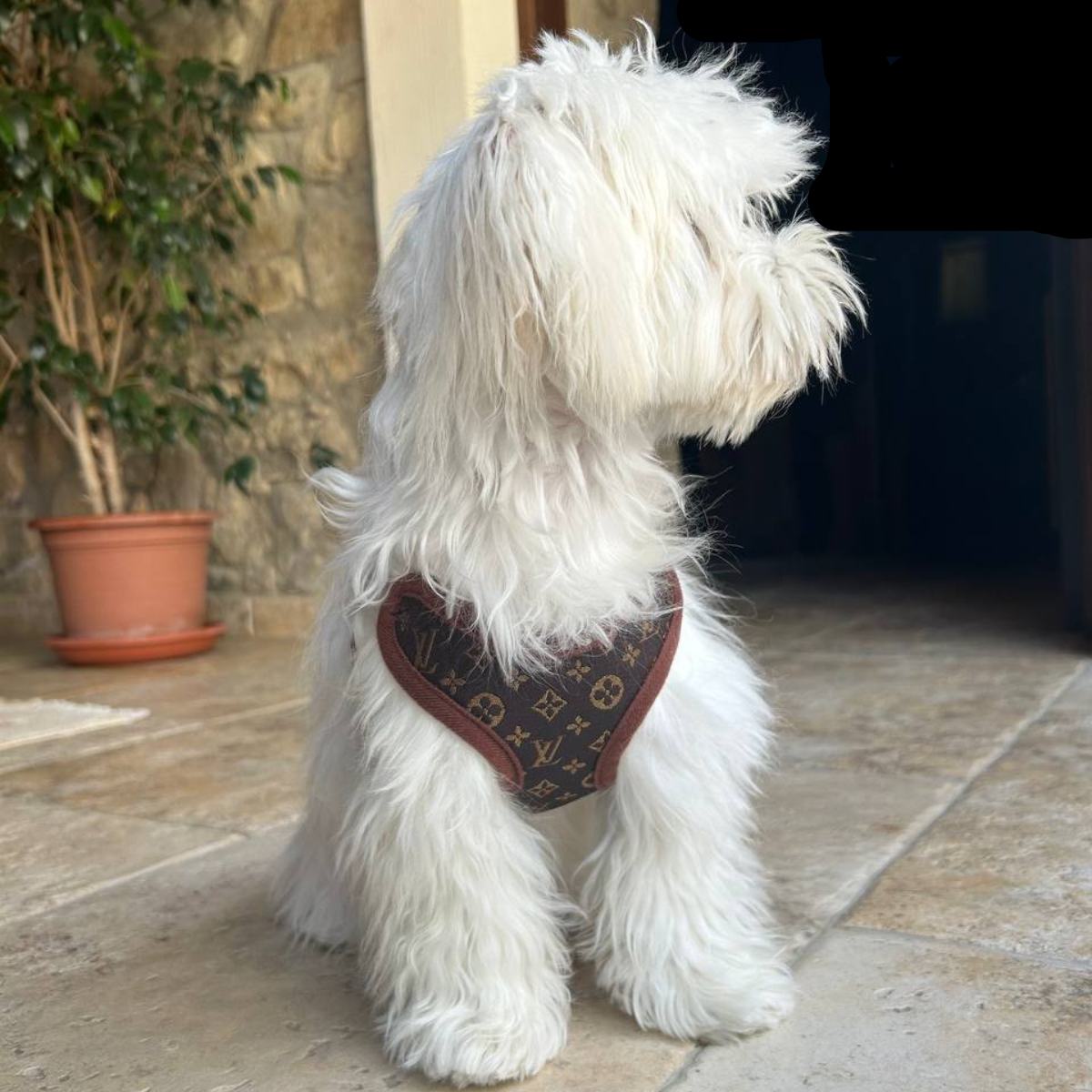 Bequeme Hundegeschirr-Set mit Leine – Weicher Brustring