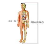 Lernmodell zur Anatomie für Kinder
