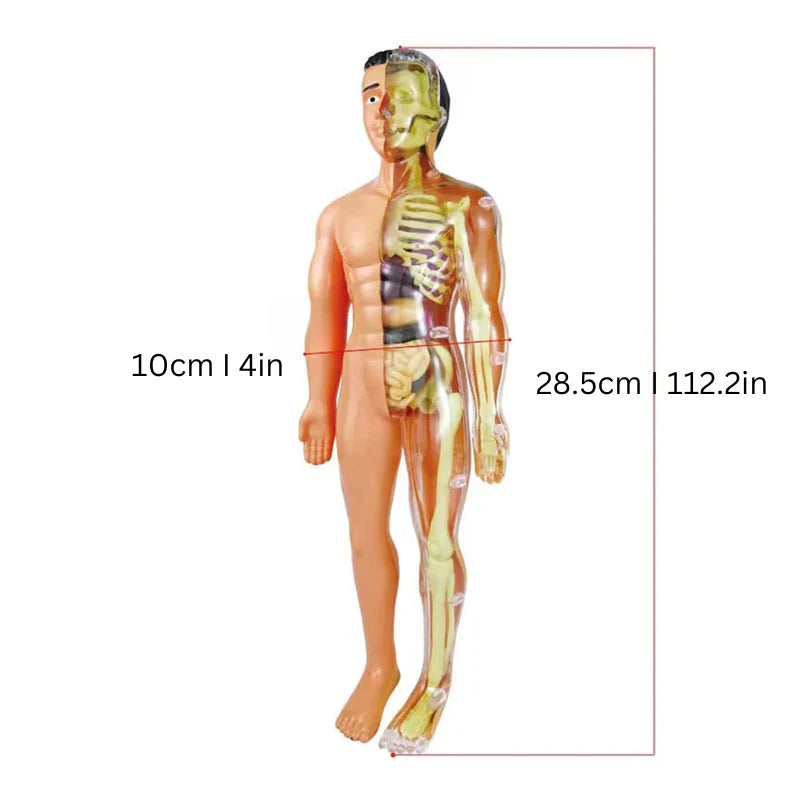 Lernmodell zur Anatomie für Kinder