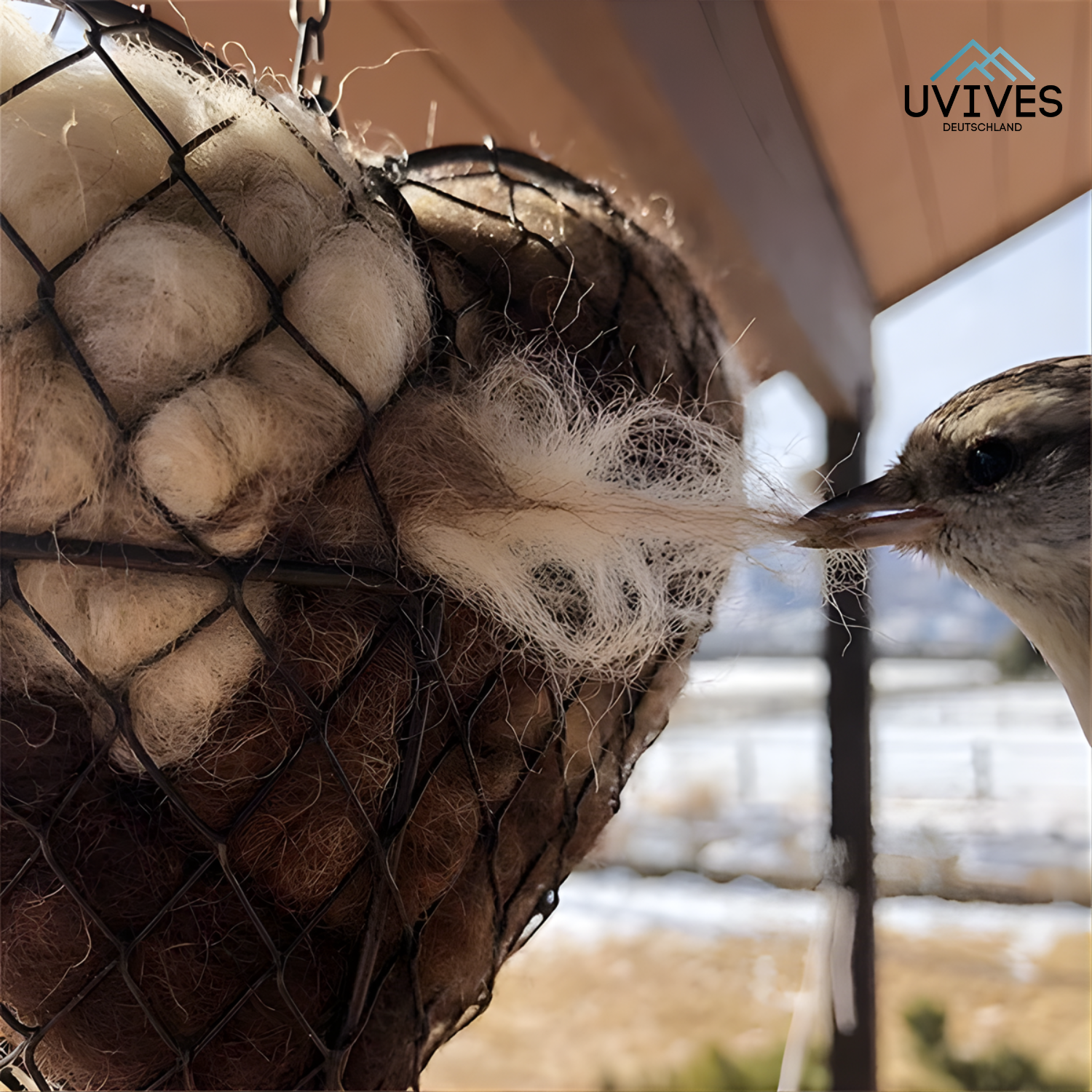 Welcome Birds – Create an Inviting Garden Paradise