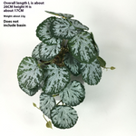 Green Dream – The easy-care hanging plant for every room