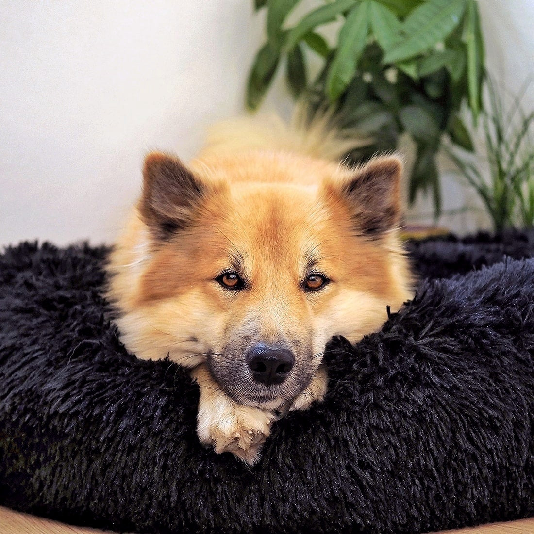 FluffyNest Komfort Hundebett – Orthopädisches Plüschschlafkissen für Hunde