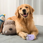 Frohsinn - Activity, Dental Care, and Joy for Your Dog