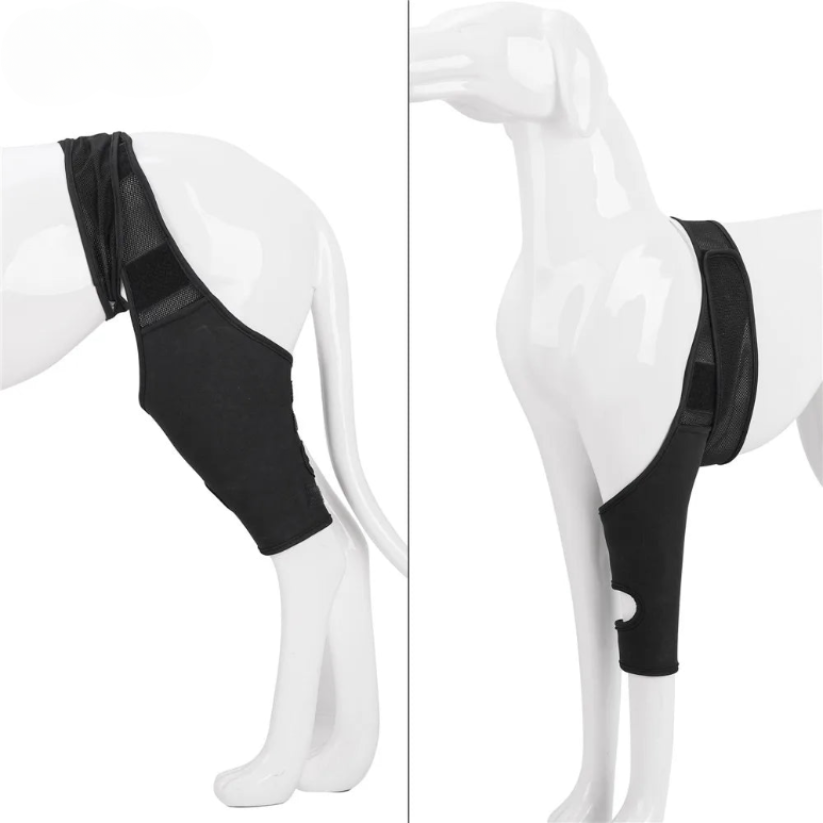 Knieschoner für Hunde – Unterstützung bei Gelenkschmerzen und Rehabilitation