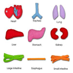 Anatomie Lernschürze – Entdecke Menschliche Organe Spielerisch