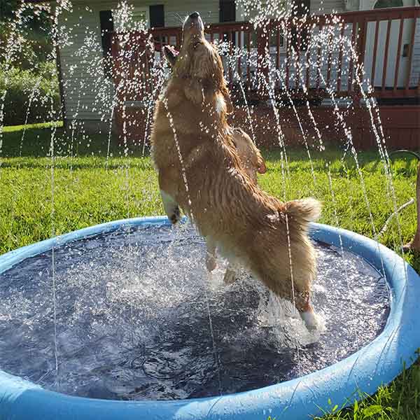 Splash Fun for Pets | Refreshment for Every Day!