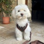 Bequeme Hundegeschirr-Set mit Leine – Weicher Brustring
