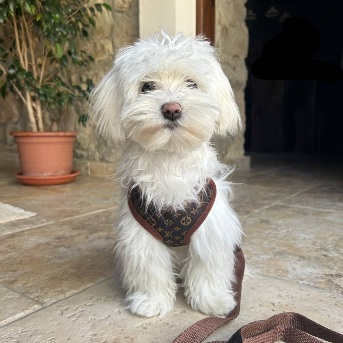 Bequeme Hundegeschirr-Set mit Leine – Weicher Brustring