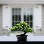 Lebenslange Bonsai-Pflanze für ein harmonisches Zuhause