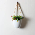 Hanging Blossoms - Give Your Room a New Look