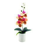 Everlasting Blooms – Easy-Care Orchids for Every Room