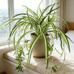 Lively Wall Decoration with Artificial Green Plant | 65 cm