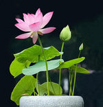 Bonsai-Wasserpflanzen-Samen für Garten und Balkon