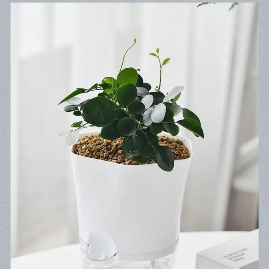 AquaCare – Stress-free Plant Watering for Your Home