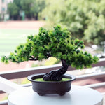 Lebenslange Bonsai-Pflanze für ein harmonisches Zuhause