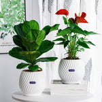 EverBloom – The Effortless Planter for Healthy Plants