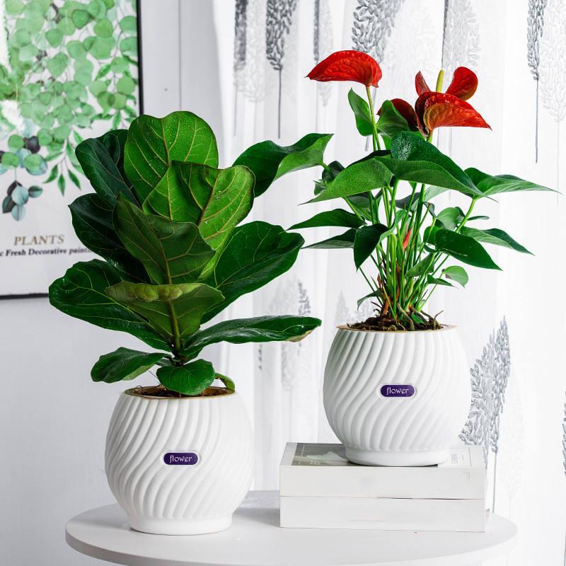 EverBloom – The Effortless Planter for Healthy Plants