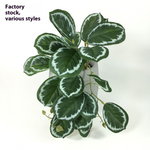 Green Dream – The easy-care hanging plant for every room