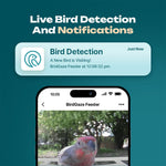 Naturblick Bird Feeder | Experience Wildlife Up Close