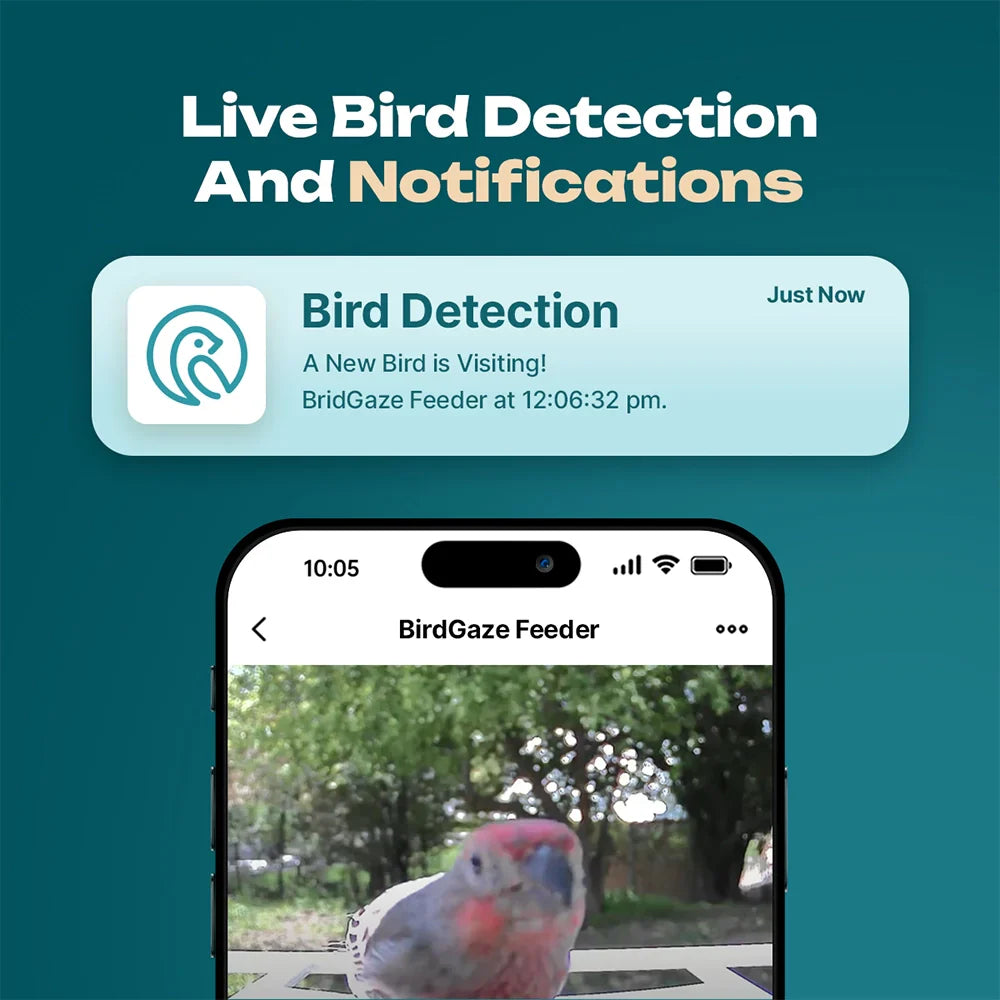 Naturblick Bird Feeder | Experience Wildlife Up Close