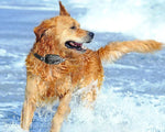 Hundetrainer Pro Trainingshalsband – Wasserfestes Elektronik-Halsband mit Fernbedienung